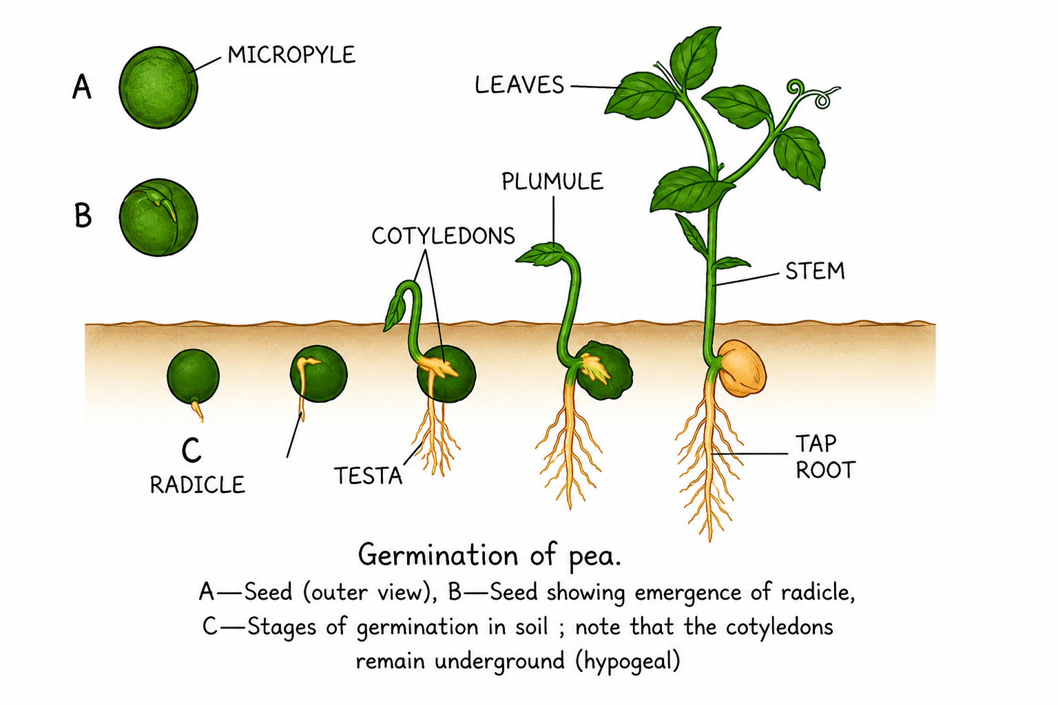 Germination of Pea Seed